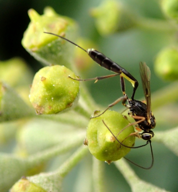 Ichneumonidae da Id.